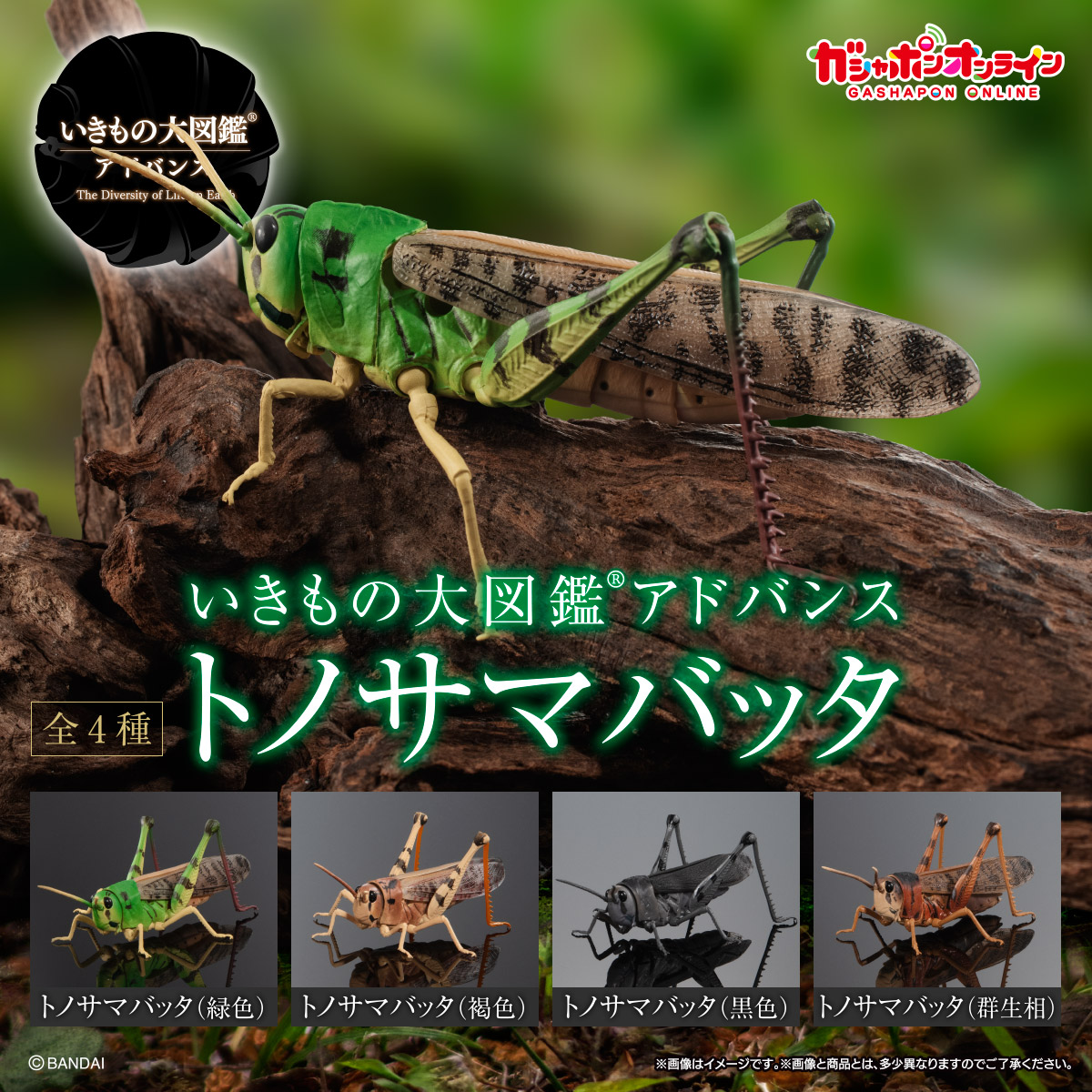 $ Ikimono Encyclopedia Advance Migratory Locust 01 (PB)