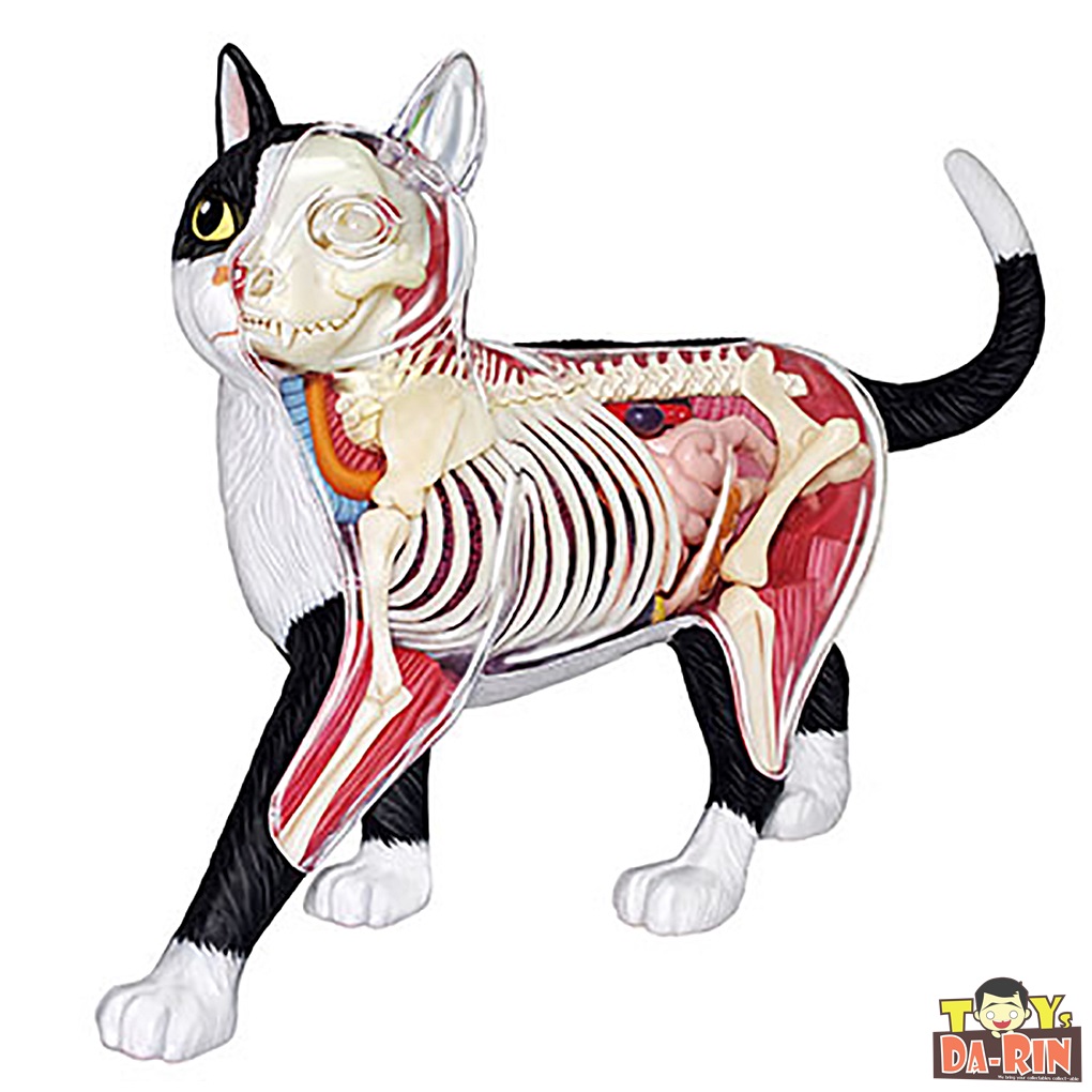 Standing Puzzle 4D VISION - Animal Anatomy No.29 Cat Anatomy Model Black/White