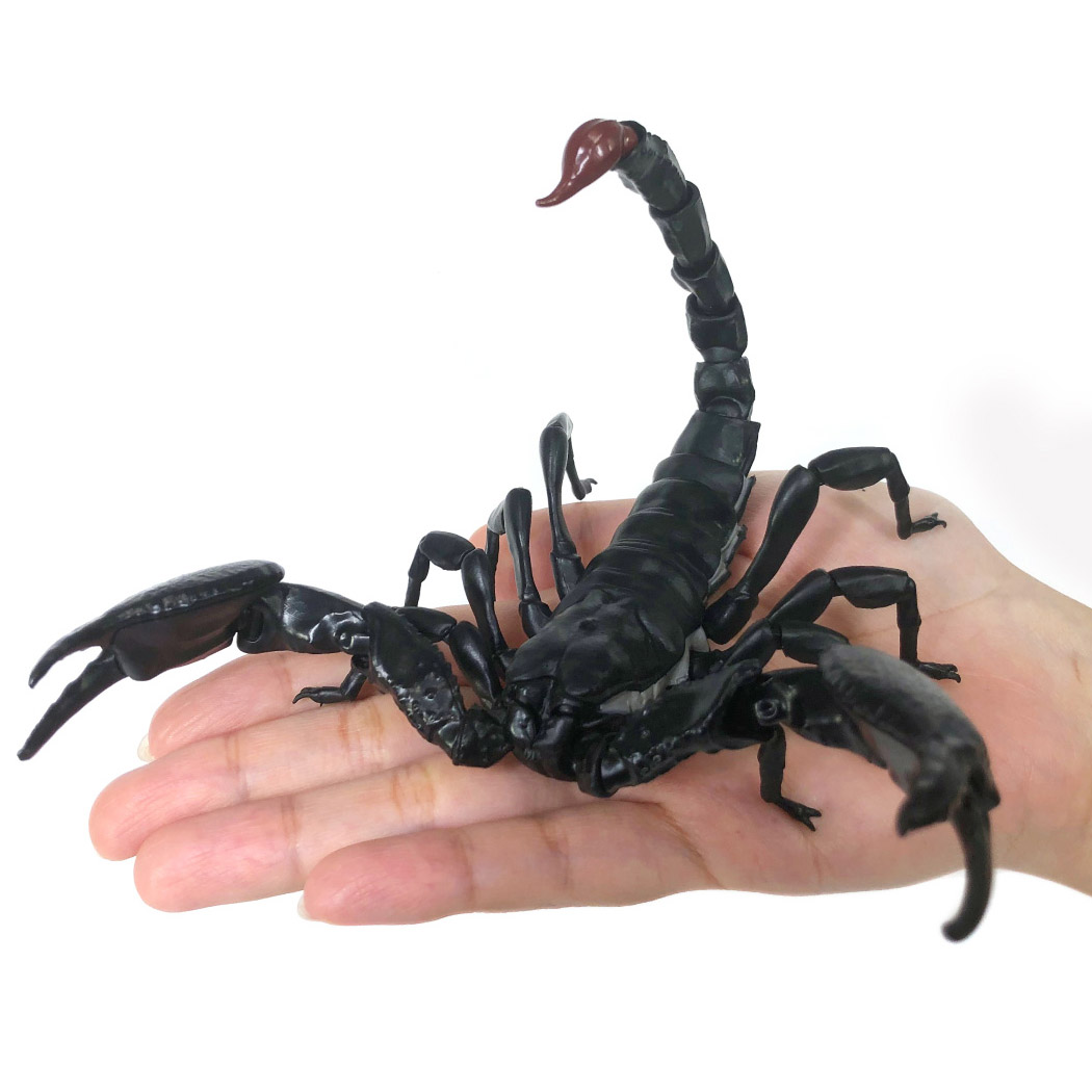 Ikimono Encyclopedia Scorpion 01
