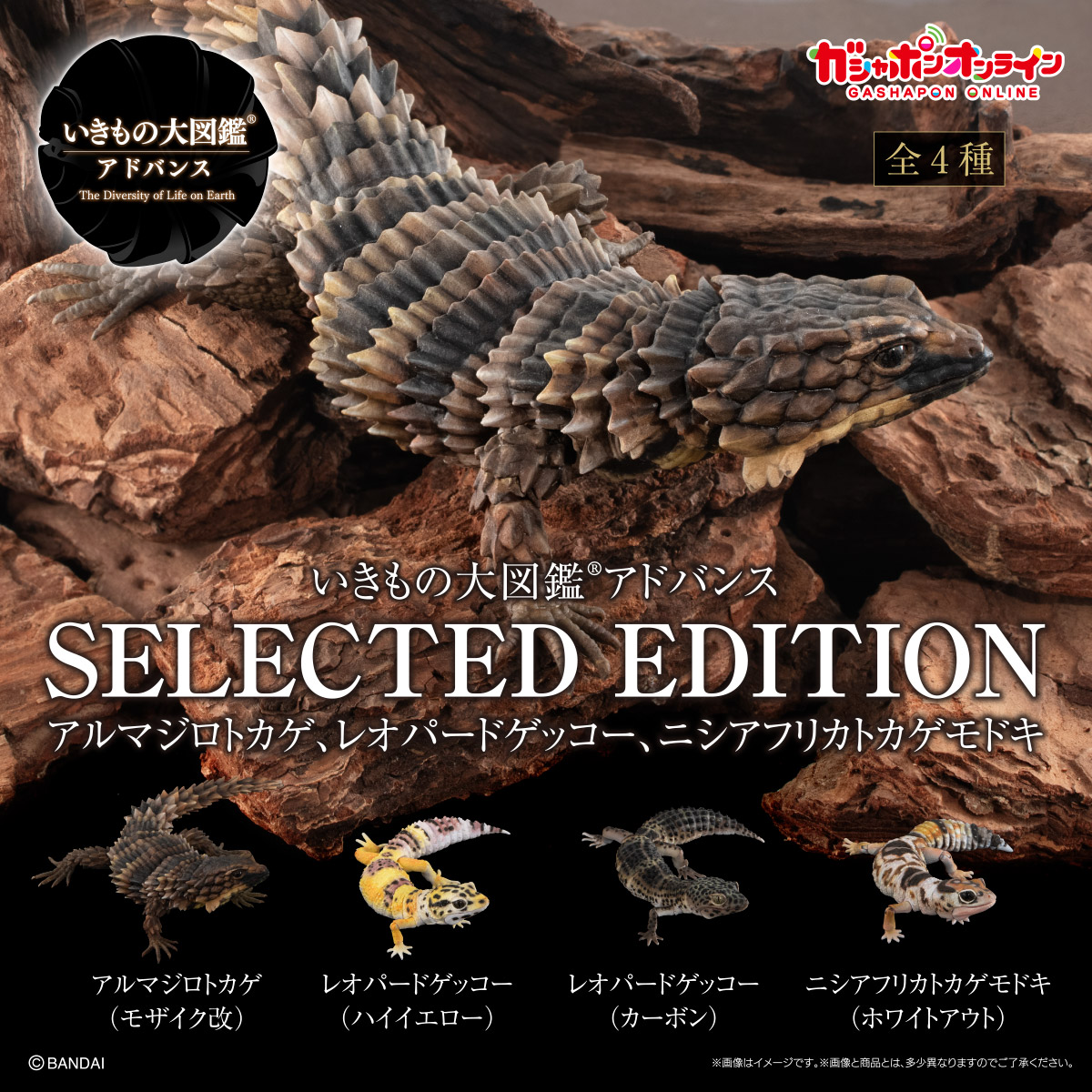 $ Ikimono Encyclopedia Advance SELECTED EDITION Armadillo Lizard, Leopard Gecko, Fat-tailed Gecko