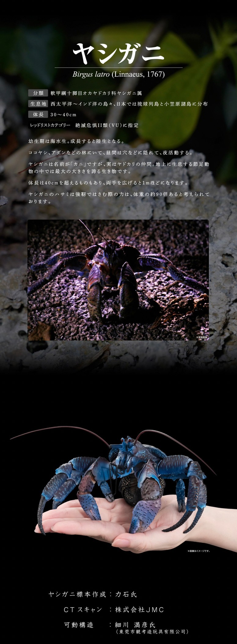 PRE-ORDER : Ikimono Encyclopedia Premium Coconut Crab