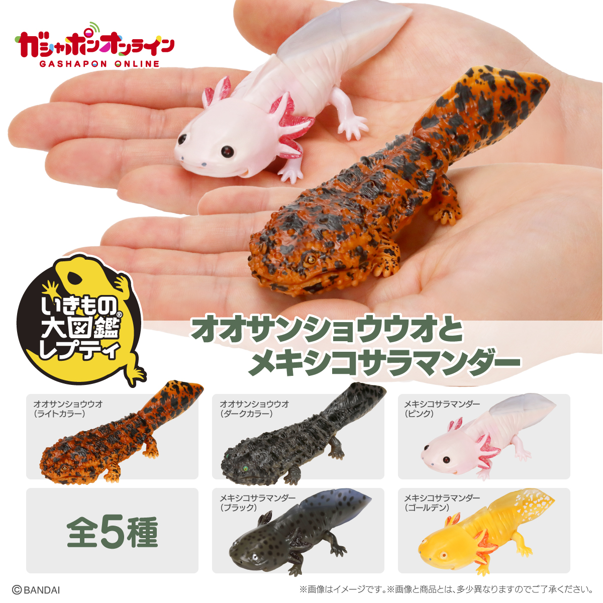 $ Ikimono Encyclopedia Reptile Japanese Giant Salamander & Axolotl 01