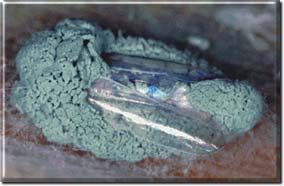 เมตาไลท์[Metarhizium sp, 600g.]: ชีวภัณฑปกป้องพืชและผลิตผลของฟาร์มคุณให้รอดพ้นจากศัตรูพืช หนอน เพลี้ยไฟ ไรเเดงด้วงเเรดมะพร้าว ด้วงหมัดผัก ด้วงอ้อย ด้วงมะพร้าว ปาล์ม อิทผาลัม ด้วงหนวดยาวอ้อย ด้วงเต่ามะเขือ เเมงอีนูน ด้วงงวงน้ำเงิน ฯลฯ ด้วยชีวภัณฑ์ราเขียวเช