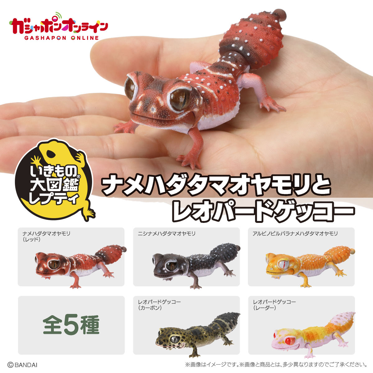 $R Ikimono Encyclopedia Reptile Smooth Knob-tailed Gecko & Leopard Gecko