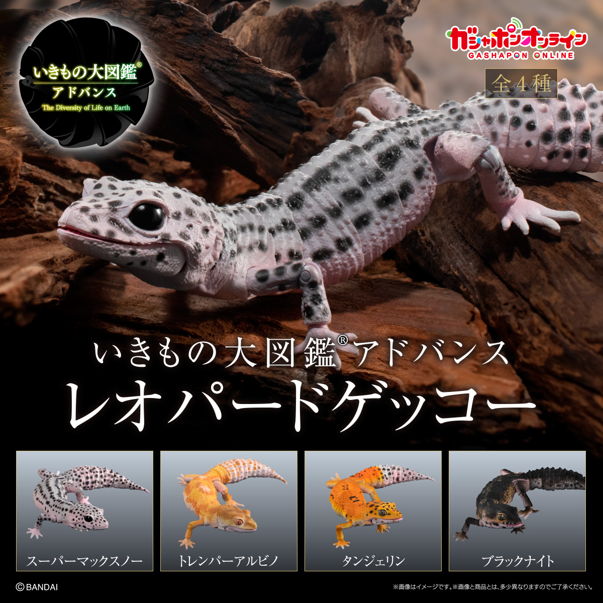 $ Ikimono Encyclopedia Advance Leopard Gecko 03 (PB)