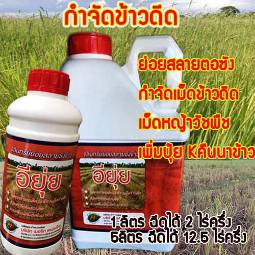 อียุ่ย 1L: จุลินทรีย์ย่อยสลายตอซัง กำจัดเม็ดข้าวดีด เมล็ดหญ้าวัชพืช บรรเทาปัญหาข้าวดีด-ข้าวเด้ง ในนาข้าว ข้าวของท่านจะเจริญเติบโตสมบูรณ์เต็มที่ ให้ผลผลิตที่ดี รายได้ที่สุดคุ้ม ใช้ง่ายปลอดภัย 1 ลิตรหมักได้ 2.5ไร่ หมัก 10วันย่อยสลายซังข้าวหมดเตรียมเเปลงปลูก