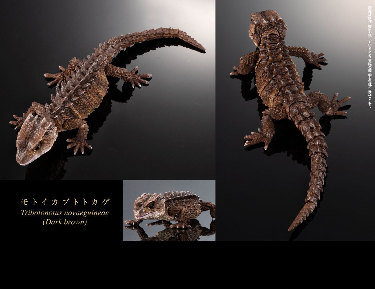 PRE-ORDER : Ikimono Daizukan Red-eyed Crocodile Lizard and Motoikabuto Lizard (Random)