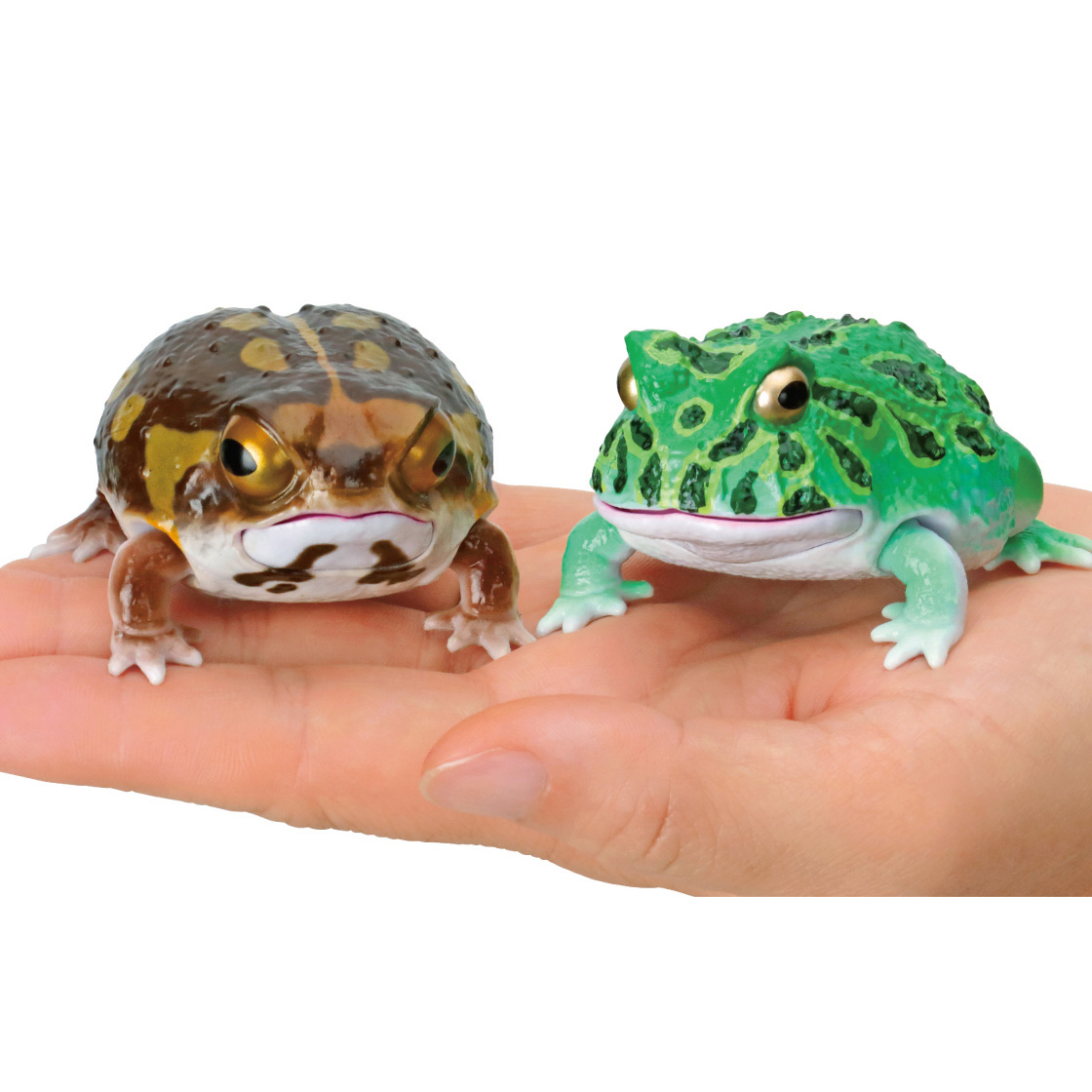 $ Ikimono Encyclopedia Reptile South African Horned Frog & Common Rain Frog