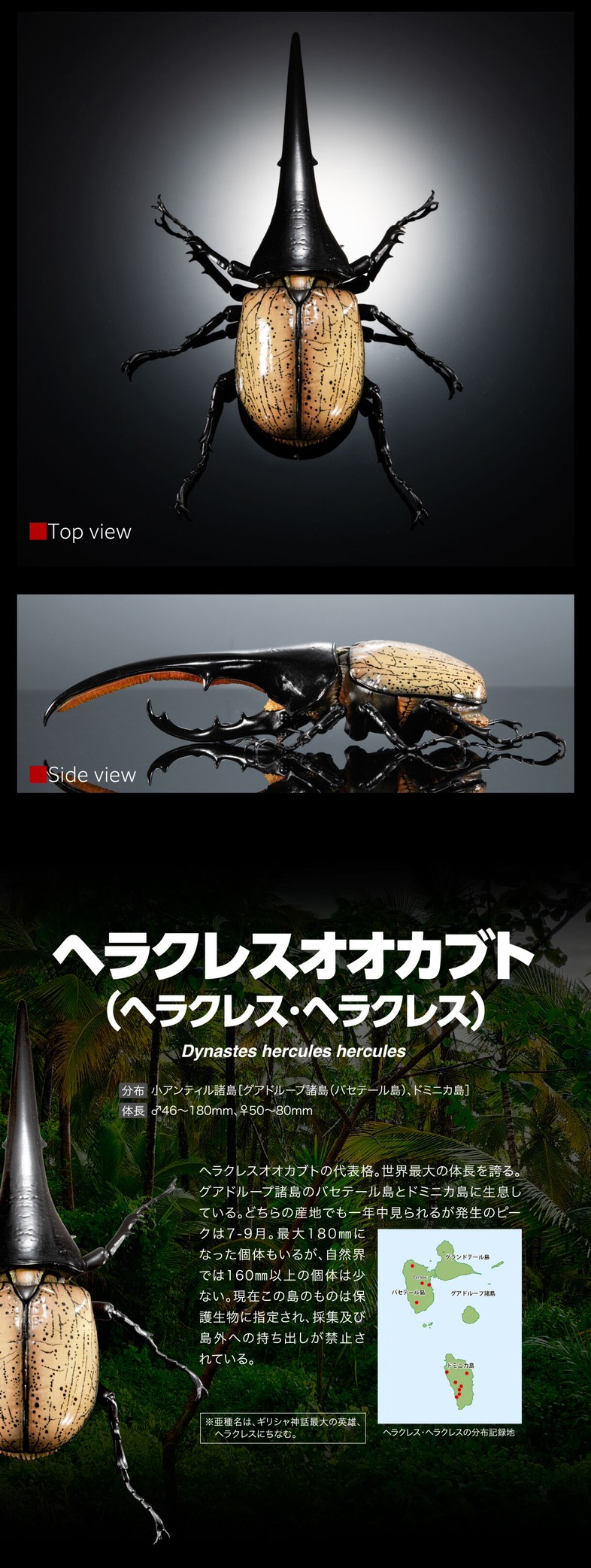 PRE-ORDER : Ikimono Encyclopedia Premium Hercules Beetle (Dynastes hercules)