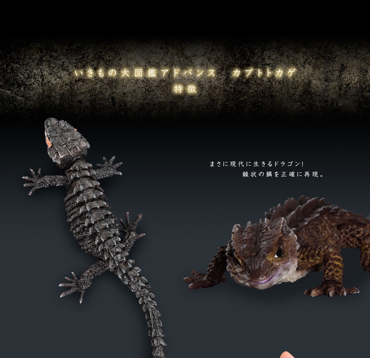 PRE-ORDER : Ikimono Daizukan Red-eyed Crocodile Lizard and Motoikabuto Lizard (Random)