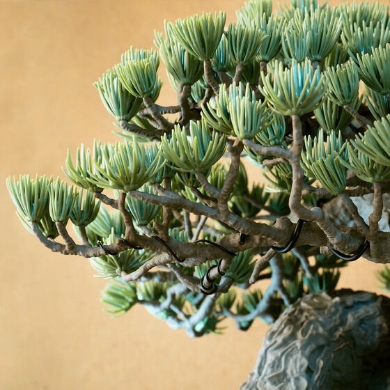 PRE-ORDER : SRL X BANDAI SPIRITS . BONSAI MODEL KIT ／ SRL X BANDAI SPIRITS . TOOL SET