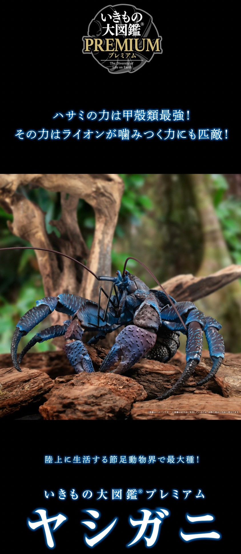 PRE-ORDER : Ikimono Encyclopedia Premium Coconut Crab