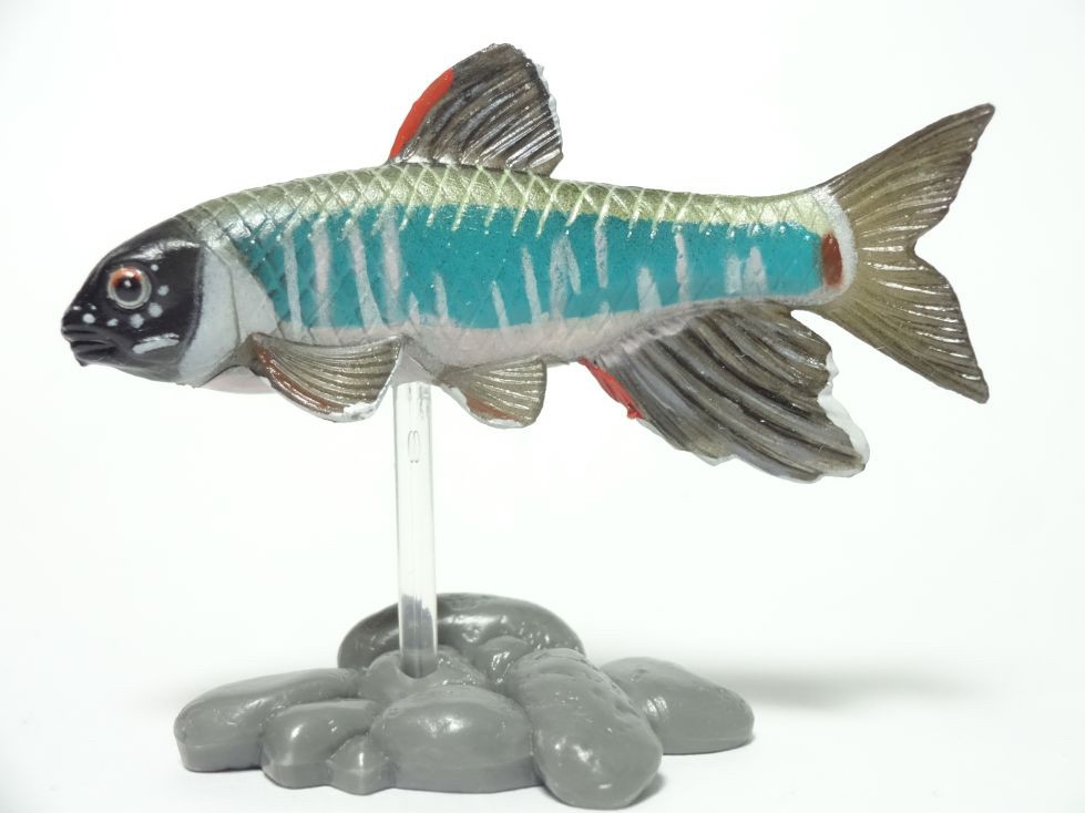 กาชาปอง Freshwater Fish Collection vol. 1 Gashapon (Set of 13) by Yujin
