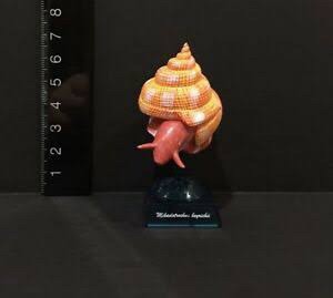 กาชาปอง Earth Life Journey Living Fossil Collection Gashapon (Set of 6) by EPOCH