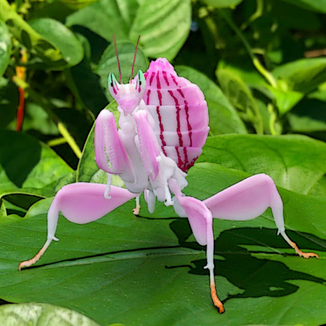 Ikimono Encyclopedia Mantis 03