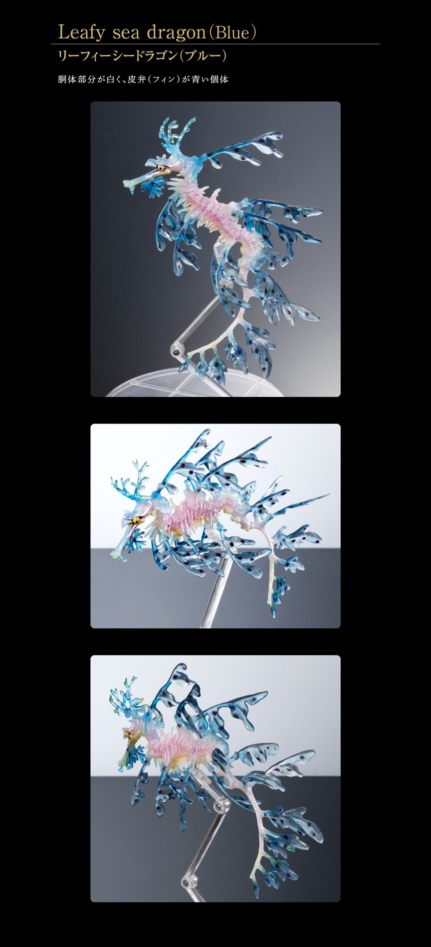 PRE-ORDER : Ikimono Encyclopedia Premium Leafy seadragon