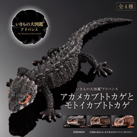 PRE-ORDER : Ikimono Daizukan Red-eyed Crocodile Lizard and Motoikabuto Lizard (Random)