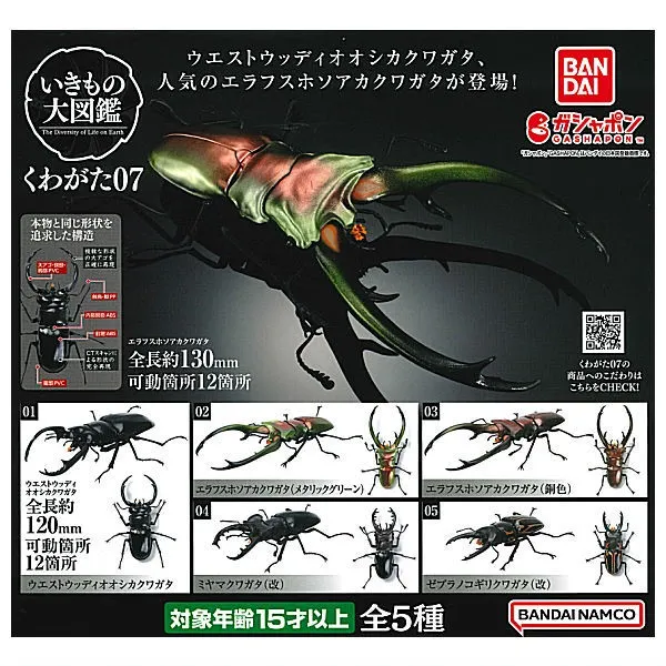 $ Ikimono Encyclopedia Stag Beetle 07