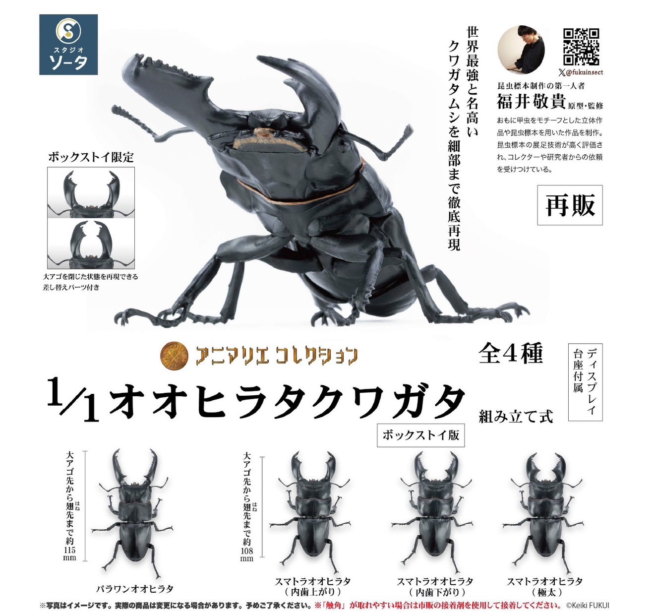 Pre-order : BOX TOY ver. 1/1 Animalier Collection: Dorcus Titanus (4 pcs) by SO-TA (Reissue)