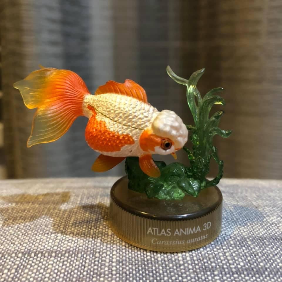 งานฝา สัตว์น้ำ New Enoshima Aquarium World Museum ATLAS ANIMA 3D Bottle Cap Collection (Set of 8) by Kaiyodo