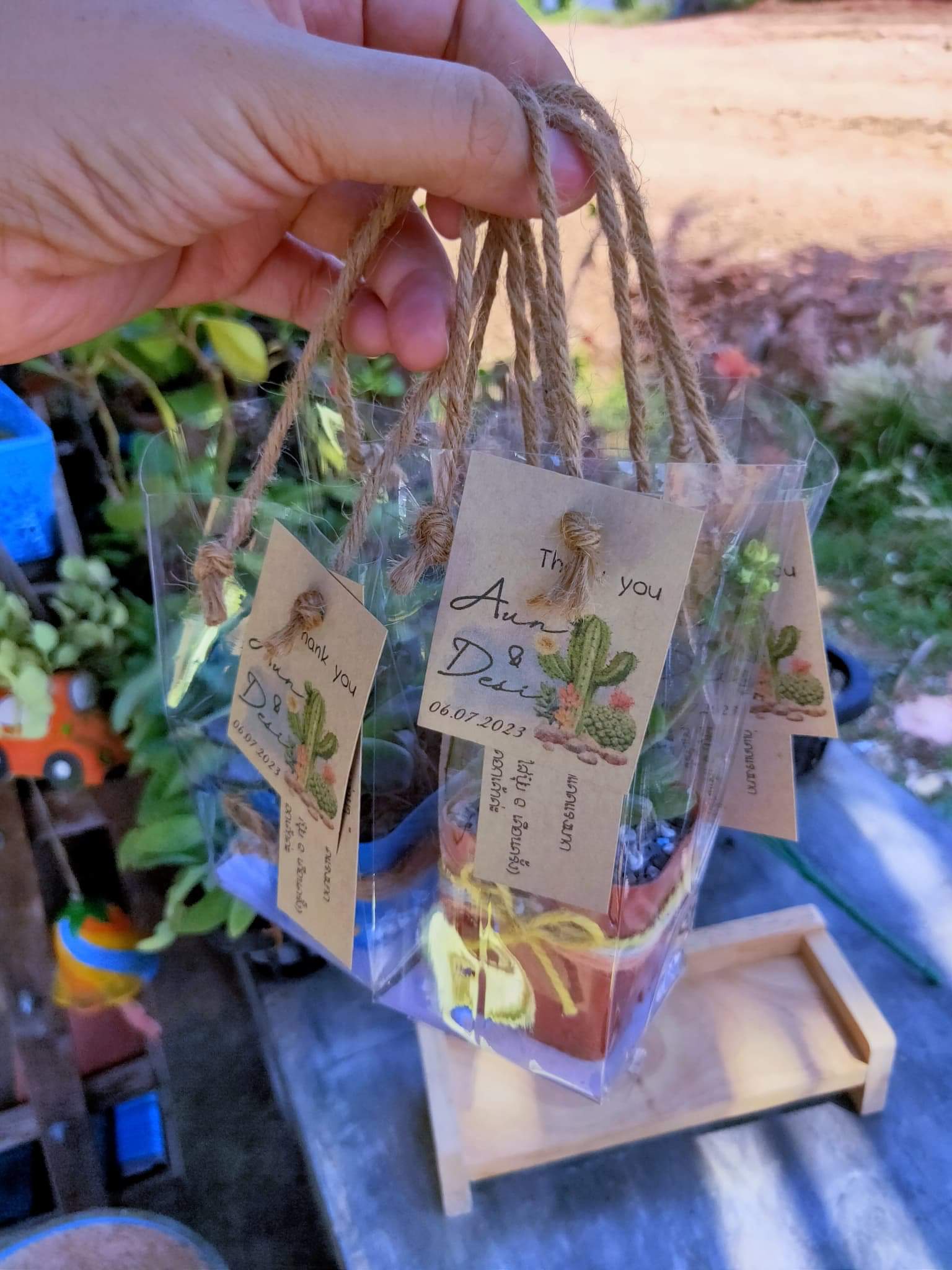 ของชำร่วยต้นไม้จริง ไม้มงคล/แคดตัส พร้อมถุงหิ้ว กระถาง 2"