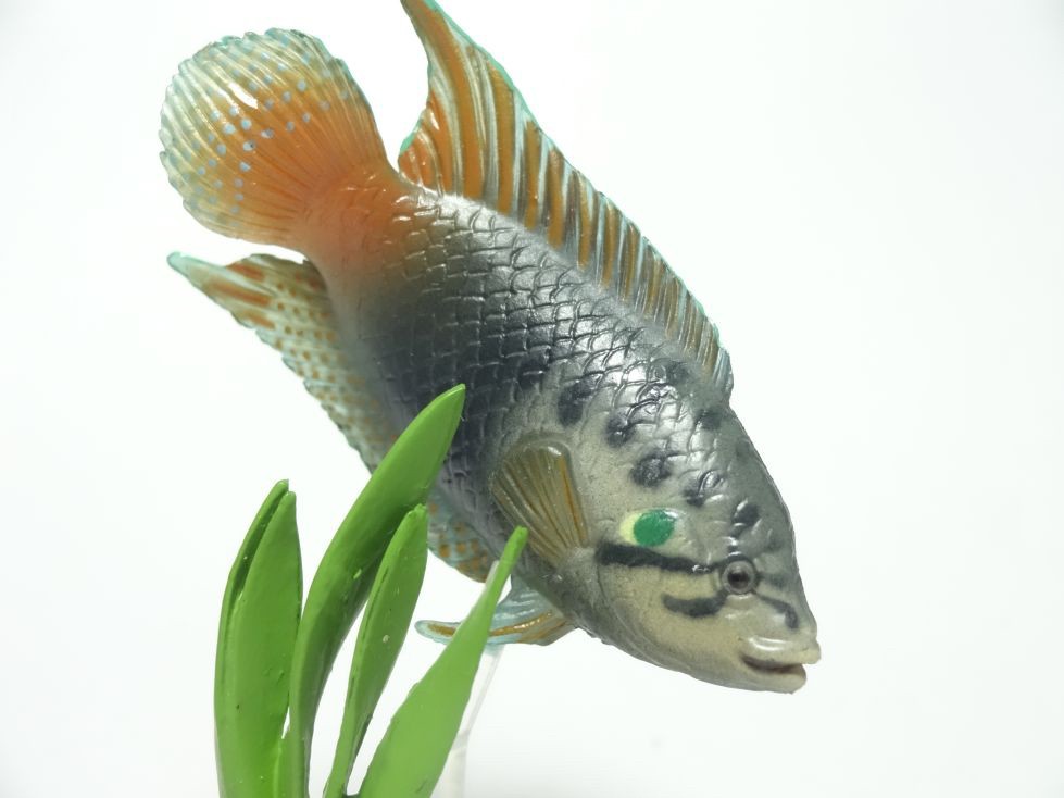 กาชาปอง Freshwater Fish Collection vol. 1 Gashapon (Set of 13) by Yujin