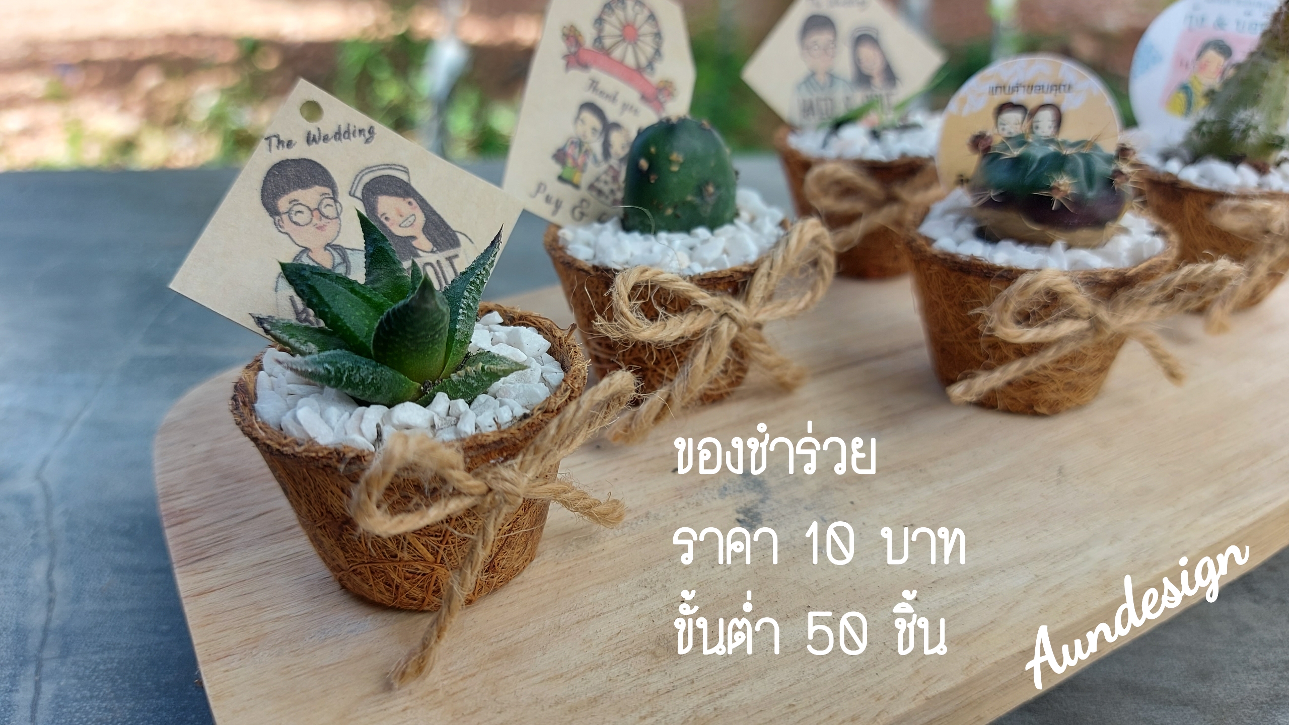 มินิแคดตัส กระถางใยมะพร้าวขนาด 3.8 cm. กระบองเพชรแบบจิ๋ว