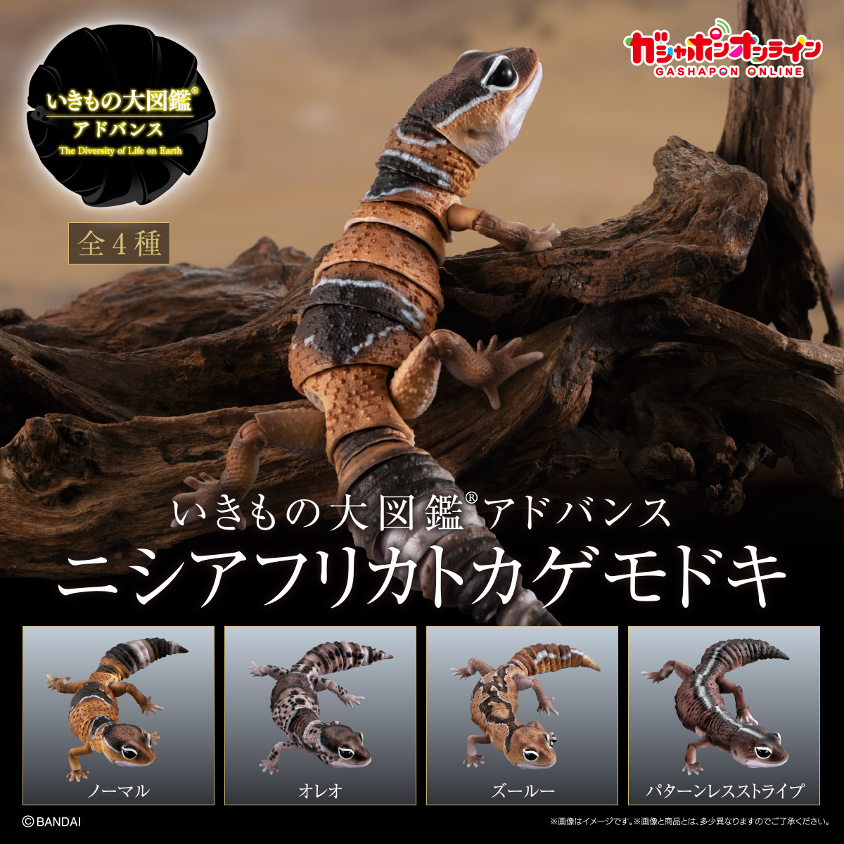 $ Ikimono Encyclopedia Advance African Fat-tailed Gecko (PB)