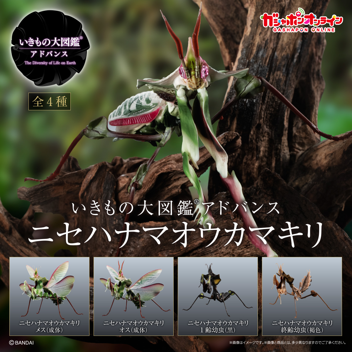 $ Ikimono Encyclopedia Advance Devil's Flower Mantis 01