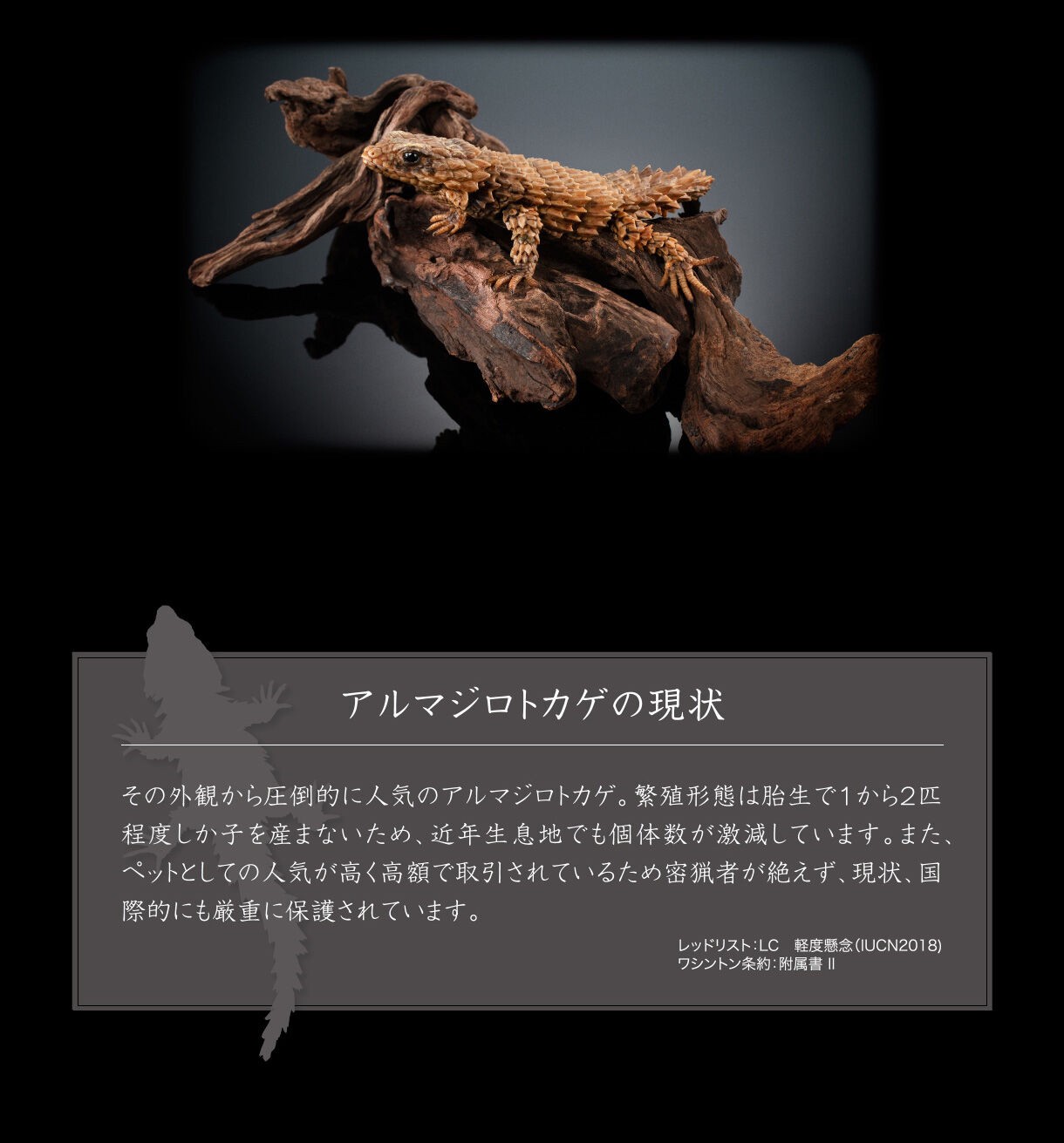 PRE-ORDER : Ikimono Encyclopedia Advance Armadillo Lizards (Random)