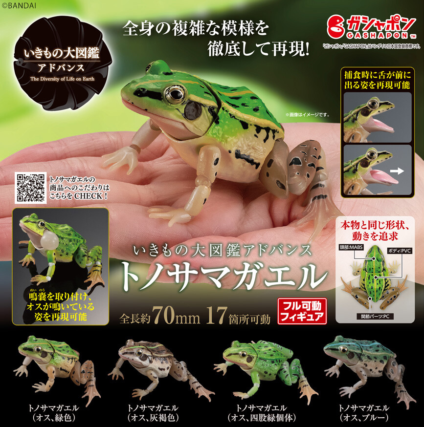 $ Ikimono Encyclopedia Advance Black-spotted Frog 01 (PB)