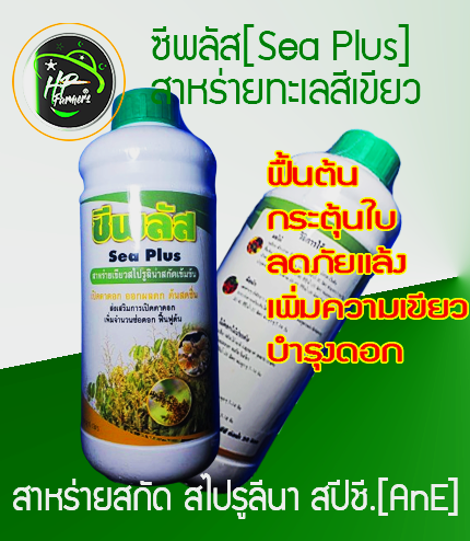 ซีพลัส[Sea plus]1L:สาหร่ายทะเลสีเขียวสไปรูรีนา ใช้ฟื้นฟูบำรุงต้น แก้ต้นโทรม กระตุ้นการเจริญเติบโตสุขภาพแข็งเเรง ต้านทานสภาวะเเวดล้อมที่ไม่เหมาะสม เช่น อากาศร้อน(อุณภูมิสูงขึ้น) ดินเค็ม น้ำท่วม เเห้งเเล้งขาดน้ำ อากาศเป็นพิษ