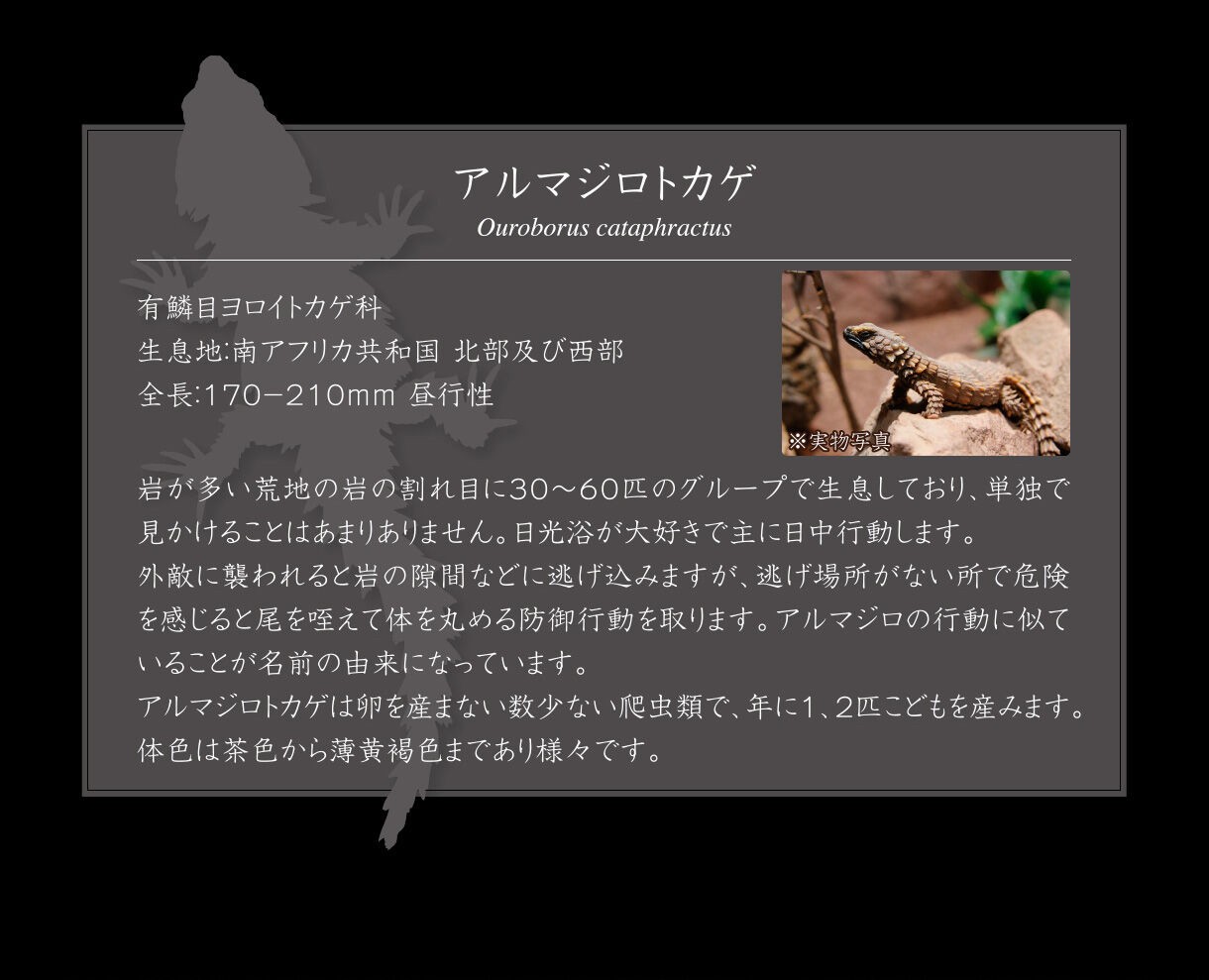 PRE-ORDER : Ikimono Encyclopedia Advance Armadillo Lizards (Random)