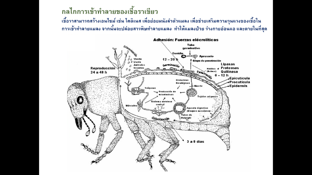 เมตาไลท์[Metarhizium sp, 600g.]: ชีวภัณฑปกป้องพืชและผลิตผลของฟาร์มคุณให้รอดพ้นจากศัตรูพืช หนอน เพลี้ยไฟ ไรเเดงด้วงเเรดมะพร้าว ด้วงหมัดผัก ด้วงอ้อย ด้วงมะพร้าว ปาล์ม อิทผาลัม ด้วงหนวดยาวอ้อย ด้วงเต่ามะเขือ เเมงอีนูน ด้วงงวงน้ำเงิน ฯลฯ ด้วยชีวภัณฑ์ราเขียวเช