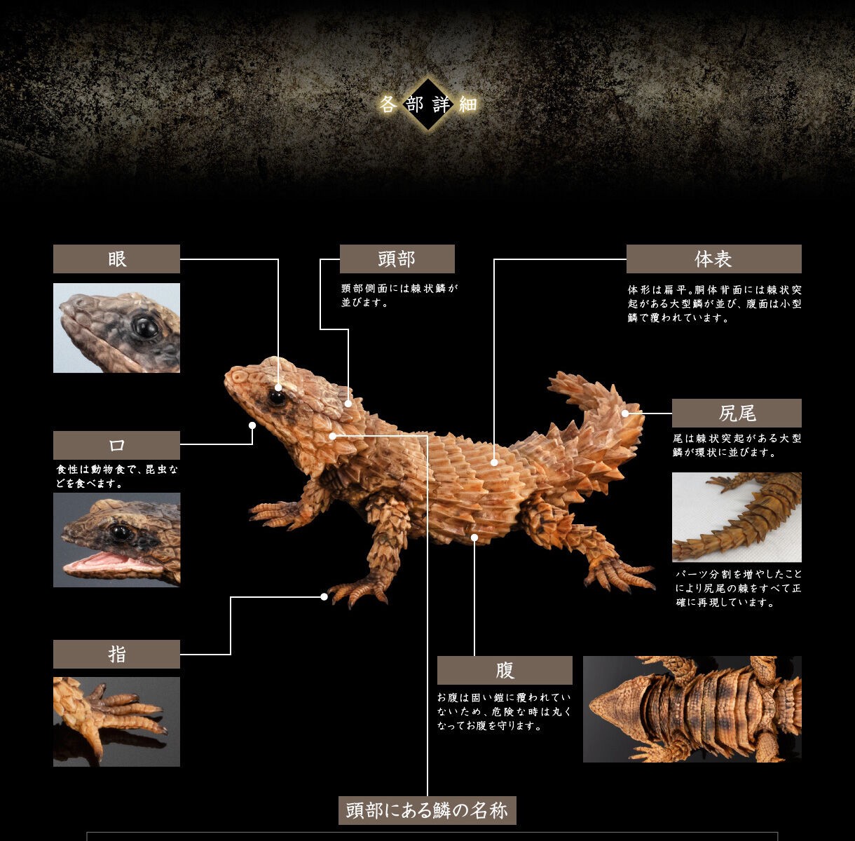 PRE-ORDER : Ikimono Encyclopedia Advance Armadillo Lizards (Random)