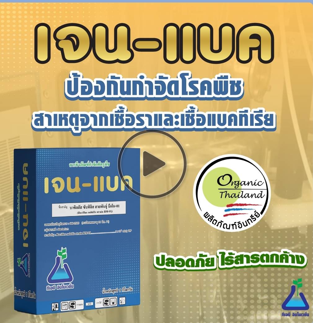 เจน-แบค(500 กรัม):แบคทีเรียเชื้อพิฆาตินักทำลายเขี้อสาเหตุโรคพืช ออกฤทธิ์กำจัดเชื้อโรคที่แผลได้ทันทีไม่เเพ้การสารเคมีแต่ปลอดภัยต่อชิวิตท่านเเละผู้บริโภค หรือจะใช้เชิงป้องกันไม่ให้เชื้อโรคร้ายระบาดล่วงหน้าไม่ว่าเชือร้ายจะมาทางดินเเละน้ำ(ราก) หรือจะมาทางอากา