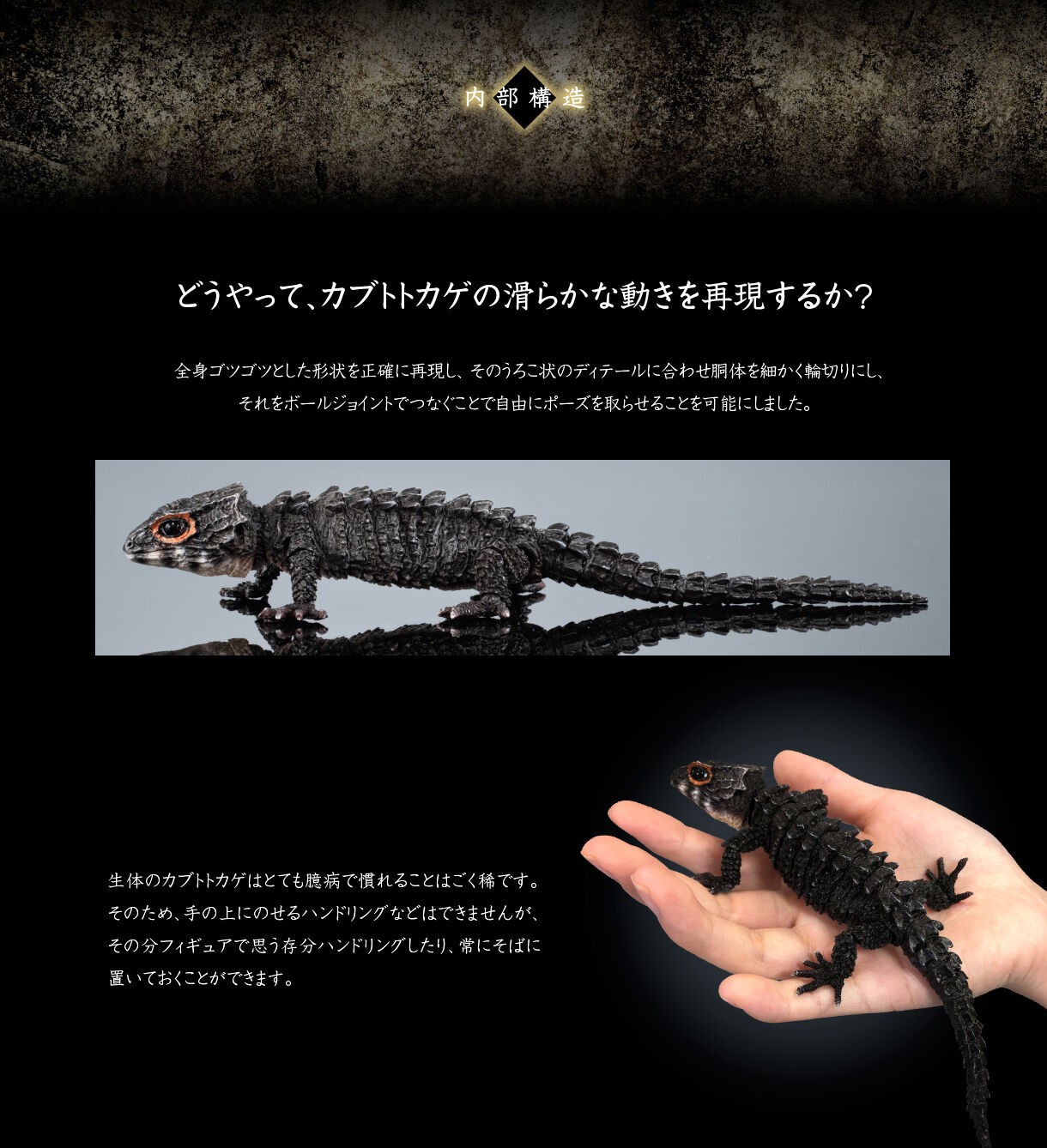 PRE-ORDER : Ikimono Daizukan Red-eyed Crocodile Lizard and Motoikabuto Lizard (Random)