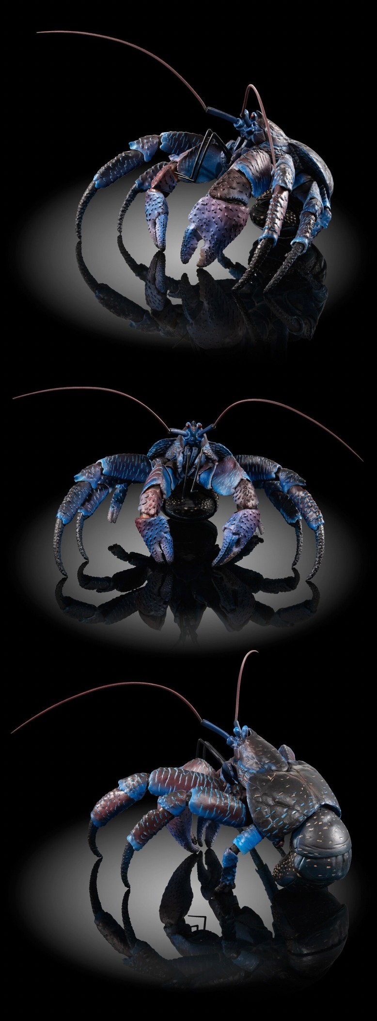 PRE-ORDER : Ikimono Encyclopedia Premium Coconut Crab