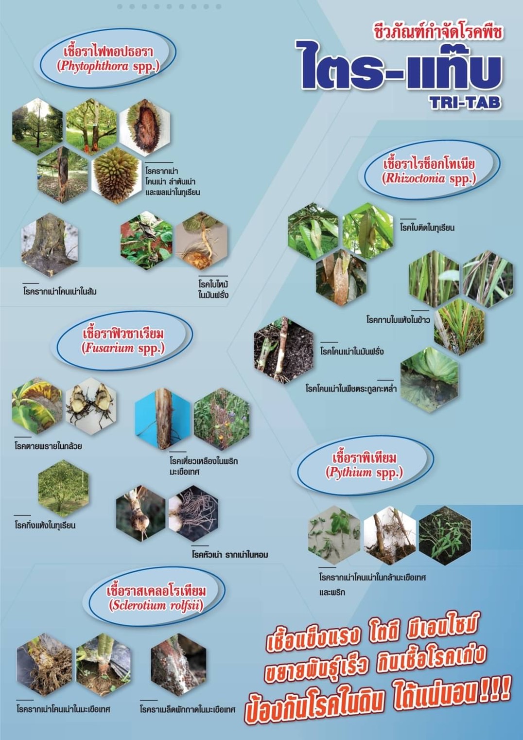 ไตร-แท๊บ[TRI-TAB, 500g]: ไตรโครเดอมาร์เชื้อราที่กินเชื้อราอื่นๆเป็นอาหาร ใช้ควบคุมโรครากเน่าโคนเน่าหรือโรคไฟท็อปฯ ในทุเรียนและโรคเชื้อราอื่นๆอีกหลายชนิด ใช้ง่ายปลอดภัย ใช้ได้ทันทีหรือขยายเชื้อได้ 100เท่า