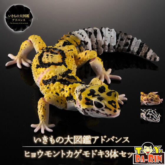 $ Ikimono Encyclopedia Advance Leopard Gecko 3 Types Set (PB)