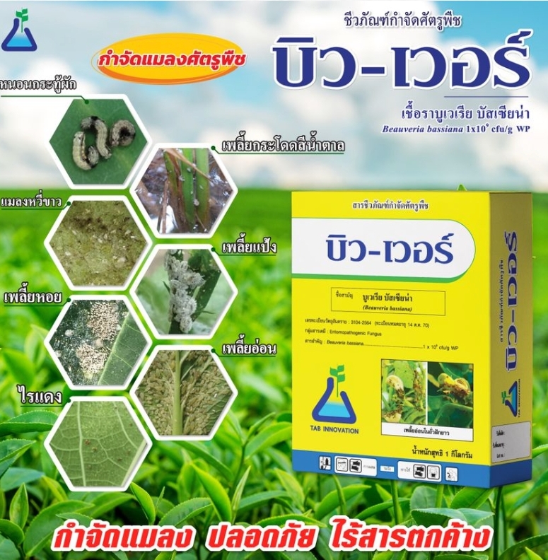 ชีวภัณฑ์แบคทีเรีย(บิว-เวอร์) ป้องกันกำจัดแมลง หนอน เพลี้ย ไรแดง แมลงร้ายต่างๆดื้อยา เลือกบิว-เวอร์ เอาอยู่ครับ ปลอดภัยต่อใช้ ไม่มีสารตกค้าง