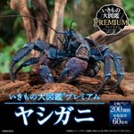 PRE-ORDER : Ikimono Encyclopedia Premium Coconut Crab