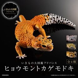 Ikimono Encyclopedia Advance Leopard Gecko (PB)