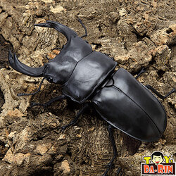 Ikimono Encyclopedia Stag Beetle 03