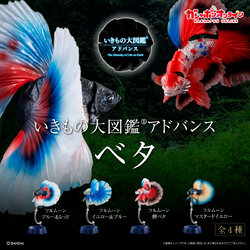 $ Ikimono Encyclopedia Advance Betta (PB)