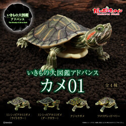$ Ikimono Encyclopedia Advance Red-eared Slider Turtle (PB)