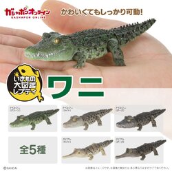 Ikimono Encyclopedia Reptile Crocodile