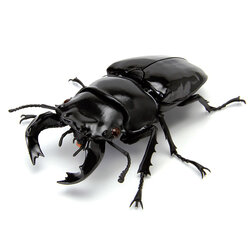 $ Ikimono Encyclopedia Stag Beetle 04