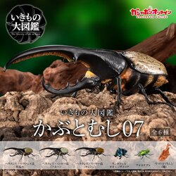 $R Ikimono Encyclopedia Beetle 07