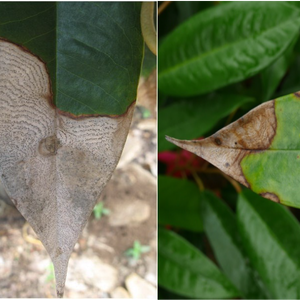 โรคใบจุด ใบไหม้ หรือโรคแอนแทรคโนส (Leaf Spot/Leaf Blight/Anthracnose)